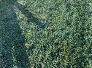 Leaf Removal by Shawn Byers for Glenda W. in Raytown, MO
