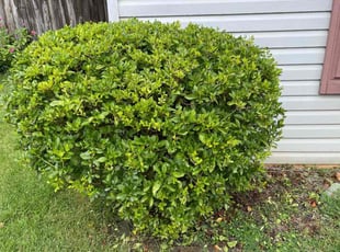 Bush Trimming by Dustin Reece for Toni C. in Greenville, SC