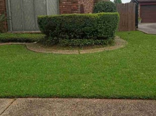 Bush Trimming by Terry Felo for Issac P. in New Orleans, LA