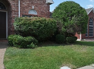 Bush Trimming by Elizabeth Cruz for Kristina A. in Richardson, TX