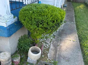 Bush Trimming by James Walker for Chris C. in Dayton, OH