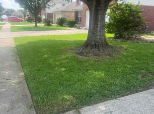 Alex R.'s Lawn Mowing service result