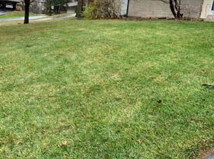 Leaf Removal by Andre Jones for Tim C. in St. Louis, MO