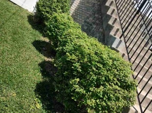 Bush Trimming by Allan Roberts for David J. in Washington, DC