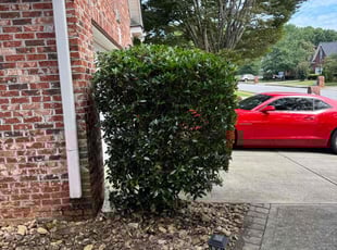 Bush Trimming by Armando J for Eva H. in Lawrenceville, GA
