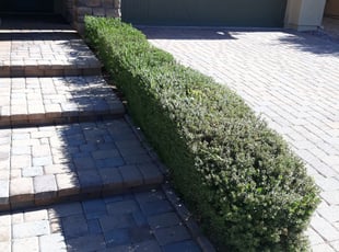 Bush Trimming by Raul Blanco for Andrew B. in Gilbert, AZ