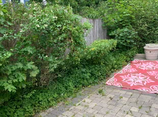 Bush Trimming by Andrew Perch for Ledona H. in Worcester, MA