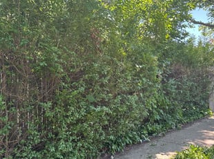 Bush Trimming by Joshua Vega for Christina M. in Teaneck, NJ
