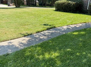 Angelo V.'s Lawn Mowing service result