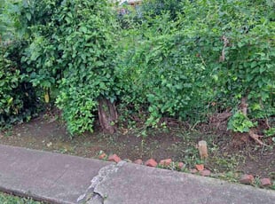 Weeding by Titus Hayes for Deanda S. in Richmond, VA