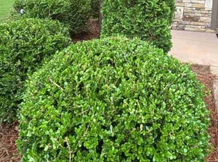 Bush Trimming by Scaroline LLC for David K. in Alpharetta, GA