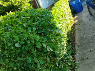 Bush Trimming by Luis Velasco Iraheta for Elyose F. in Hyattsville, MD