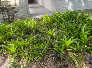 Bush Trimming by Ramon Taguja for Kathy L. in Brandon, FL