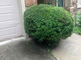 Bush Trimming by Paul Handley for Philip B. in Tulsa, OK