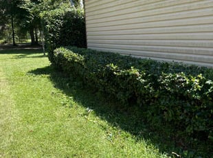 Bush Trimming by Paul Tollefson for Anne S. in Tallahassee, FL