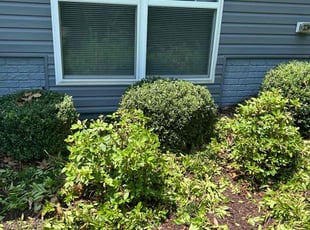 Bush Trimming by Antonio Mascorro for Timothy W. in Stafford, VA