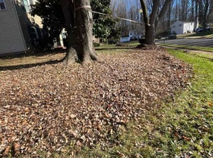 Leaf Removal by Alesandre Duarte for Saeed M. in Fairfax, VA