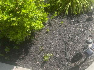 Bush Trimming by Joseph Smith for Bill M. in Bel Air, MD
