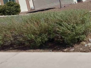 Bush Trimming by Angel Sandoval for Rick O. in El Paso, TX