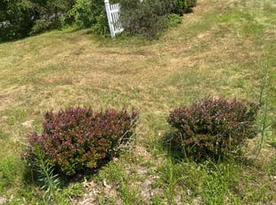 Bush Trimming by Troy Carroll for Jermaine B. in Saratoga Springs, NY