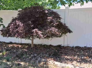 Bush Trimming by Madelon Lusk for Dani G. in Post Falls, ID