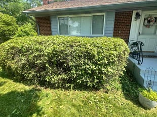 Bush Trimming by Andrew Duffus for Kevin C. in Alexandria, VA