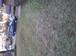 Leaf Removal by Aundra Thomas for Frank C. in Arlington, TX