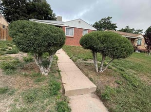 Bush Trimming by Katherine Lopez Saavedra for Adrian E. in Denver, CO
