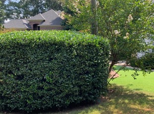 Bush Trimming by William Braun for Jessica W. in Marietta, GA