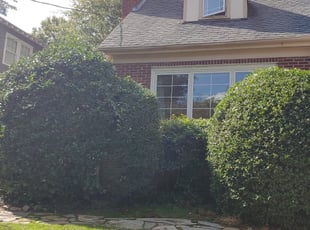 Bush Trimming by Jeff Offenberg for Thomas S. in Raleigh, NC