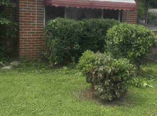 Bush Trimming by Douglas McClelland for Donnie F. in Birmingham, AL