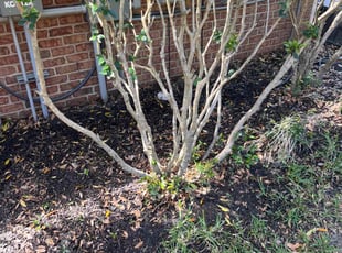 Leaf Removal by Shaderrick Smith for Kevin K. in Niceville, FL