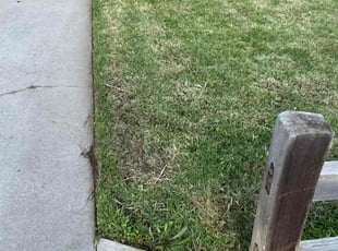 Patricia G.'s Lawn Service service result