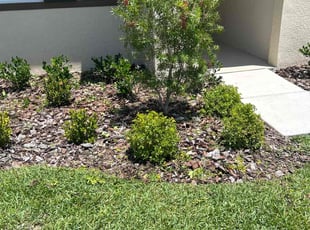 Bush Trimming by Hanif Ibn King for Christian N. in Wesley Chapel, FL