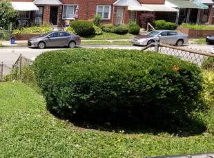 Bush Trimming by Ervan Stanel for Kim W. in Philadelphia, PA