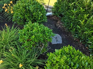 Weeding by Nicole Royster for Quarry H. in Chesapeake, VA