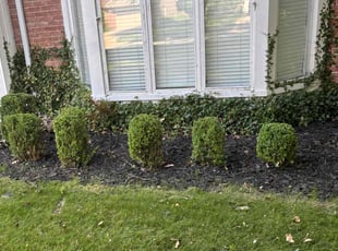 Bush Trimming by Keree Farris for Jonee M. in Sylvania, OH