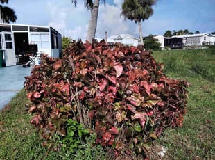 Bush Trimming by Pamela Torres for Kenneth L. in Englewood, FL