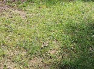 Cleanups by William Lee for Stephen T. in Nashville, TN