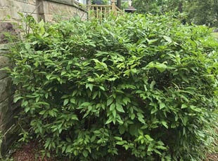 Bush Trimming by Harrison Thomas for Zevi V. in Cleveland Heights, OH