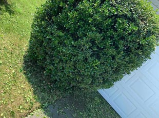 Bush Trimming by Tru Truesdale for Chinaw M. in Huntersville, NC