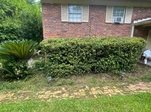 Bush Trimming by Ronald Wade for Randi S. in Tallahassee, FL