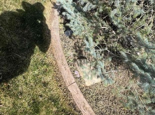 Leaf Removal by Roger Armas for Rachel N. in Eagle Mountain, UT