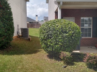 Bush Trimming by Christopher Franklin for Ms C. in Stockbridge, GA