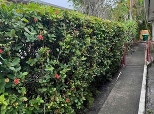 Bush Trimming by Michael Smith for Leon G. in Dania Beach, FL