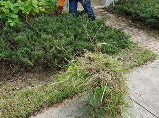 Weeding by Willie Carmichael for Tung N. in Orlando, FL