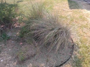 Weeding by Collin Byington for Samir M. in Austin, TX