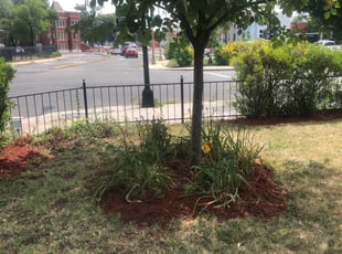 Weeding by Daron Dudley for Ken W. in Washington, DC