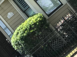 Bush Trimming by Paz Silva for Yvonne S. in Houston, TX