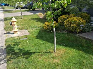 Bush Trimming by Troy Allman for Michelle l. in Spanaway, WA
